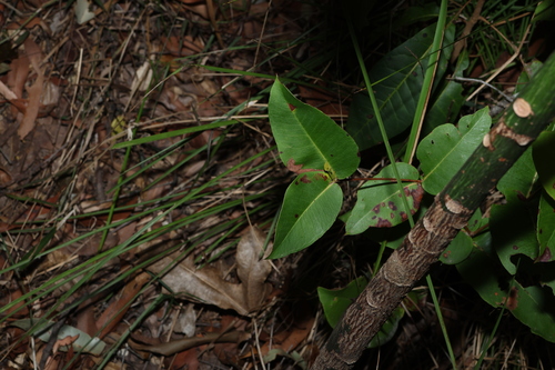 Eucalyptus carnea, photograph 1