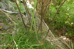 Hypolepis dicksonioides