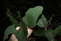 Eucalyptus carnea, photograph (c) Greg Tasney, some rights reserved (CC BY-SA)