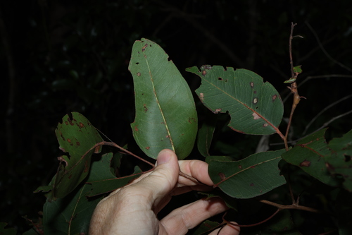 Eucalyptus carnea, photograph 3