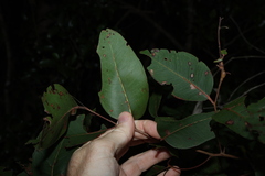 Eucalyptus carnea, photograph (c) Greg Tasney, some rights reserved (CC BY-SA)