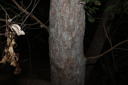 Eucalyptus carnea
