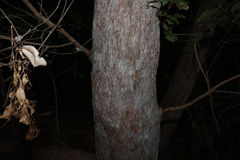Eucalyptus carnea