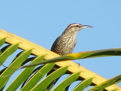 Campylorhynchus yucatanicus