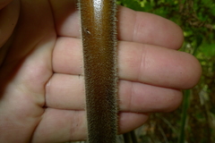Hypolepis dicksonioides