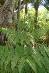 Hypolepis dicksonioides