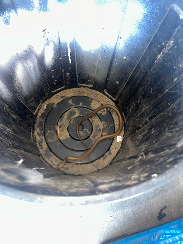 Mainland Dugite sighting