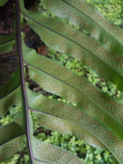 Phlebodium decumanum