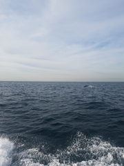 Delphinus