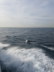 Delphinus