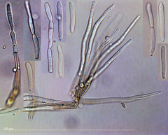 Passalora minutissima