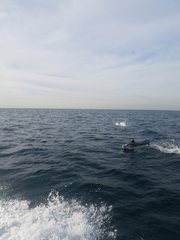 Delphinus