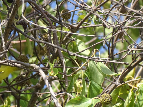 Mitragyna inermis