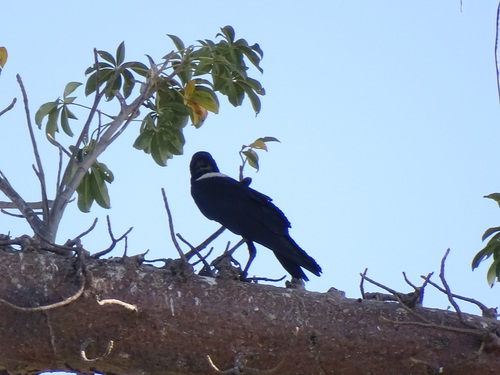 Pied Crow