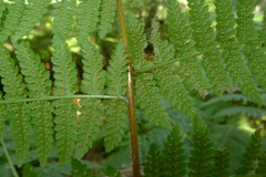 Hypolepis dicksonioides
