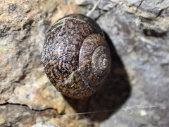 Helminthoglypta nickliniana ramentosa
