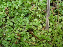 Callitriche muelleri