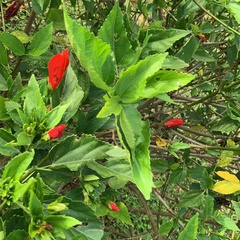 Malvaviscus penduliflorus