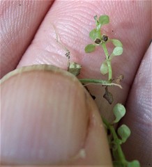 Callitriche muelleri