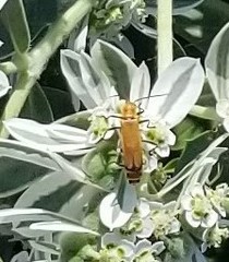 Chauliognathus discus