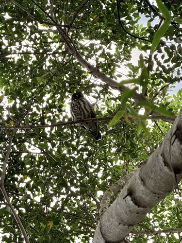 View observation of {o.common_name} on iNaturalist