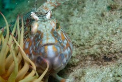 Clinus superciliosus