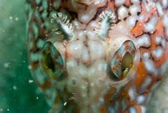 Clinus superciliosus