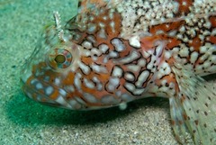 Clinus superciliosus