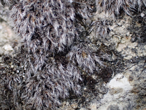 Grimmia plagiopodia, 2025-11-09