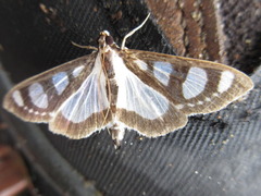 Glyphodes quadrimaculalis