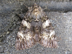 Catocala doerriesi