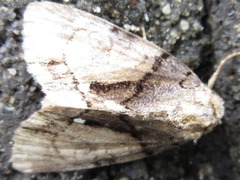 Chytonix albonotata