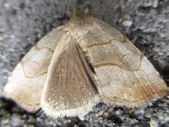 Paracolax tristalis