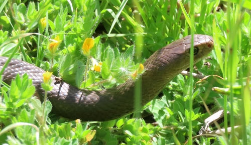 Mainland Dugite sighting