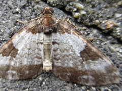 Melanthia procellata