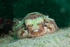 Chorisochismus dentex