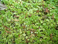 Callitriche muelleri