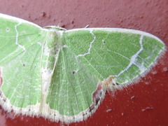 Comibaena nigromacularia