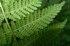 Hypolepis dicksonioides