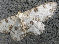 Ophthalmitis albosignaria