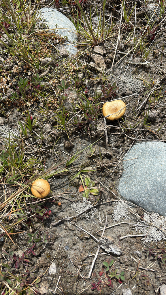 Agrocybe pediades · November 2025 · photo: © jennysaito (iNaturalist, cc-by)