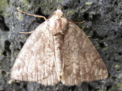 Dindica virescens