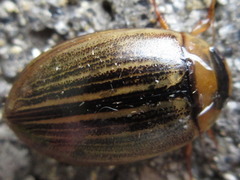 Hydaticus grammicus