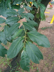 Diospyros inconstans