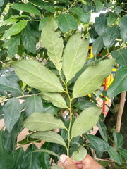 Diospyros inconstans