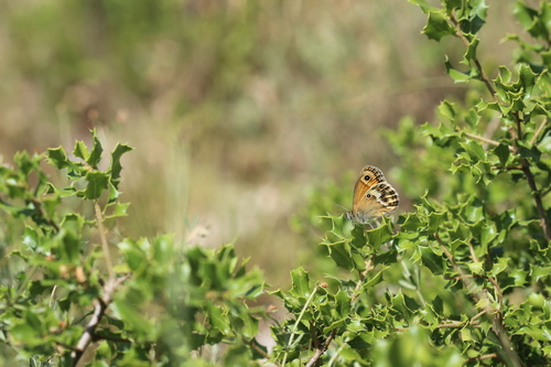 Coenonympha dorus