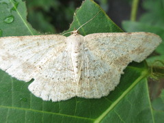 Luxiaria mitorrhaphes