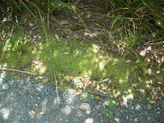 Callitriche muelleri