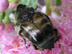 Lasiotrichius succinctus