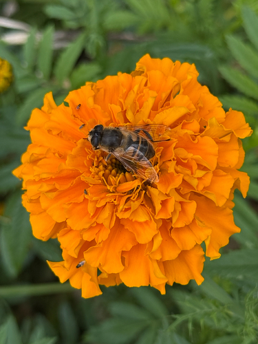 Unknown species found near Maryland, US